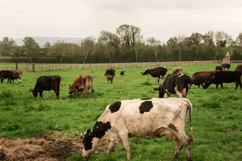 aplicativo para pesar gado